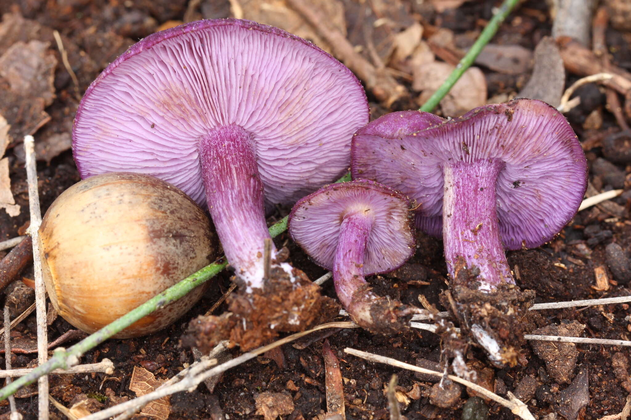 Image of Tricholosporum tropicale Guzmán, Bandala & Montoya 1994