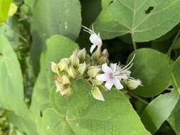 Image of Clerodendrum infortunatum L.