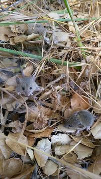 18.https www inaturalist org photos 5579751.580x360