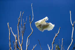 Image of Little Corella