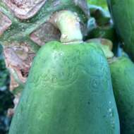 Sivun Papaya ringspot virus kuva