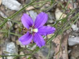 Image of Dampiera stricta (Smith) R. Br.