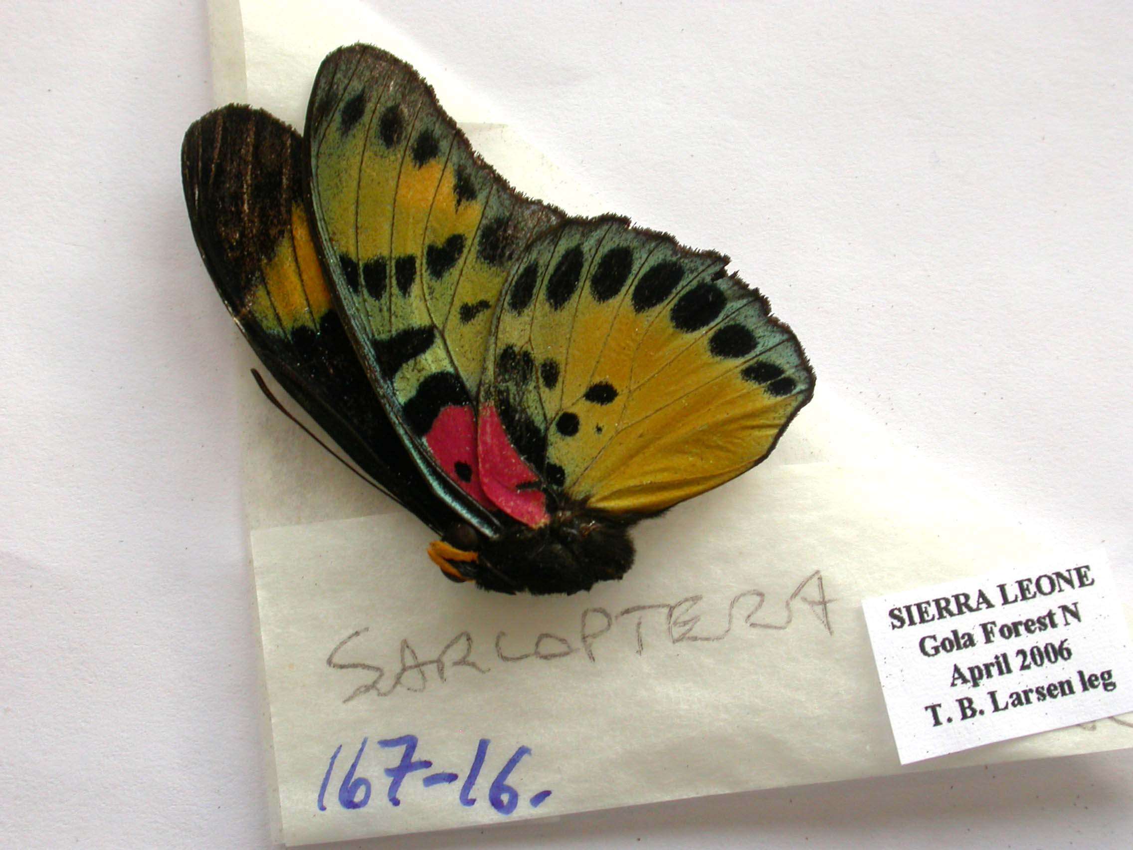 Euphaedra sarcoptera Butler 1871 resmi