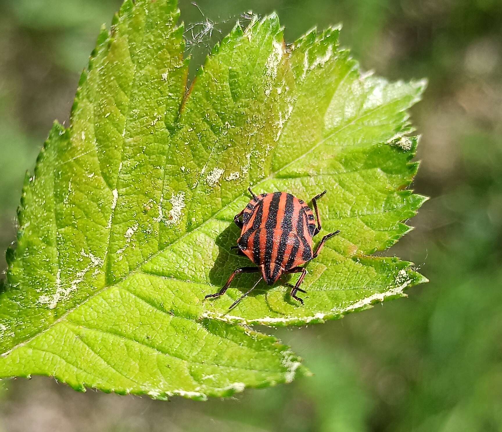 Image of <i>Graphosoma lineatum</i>