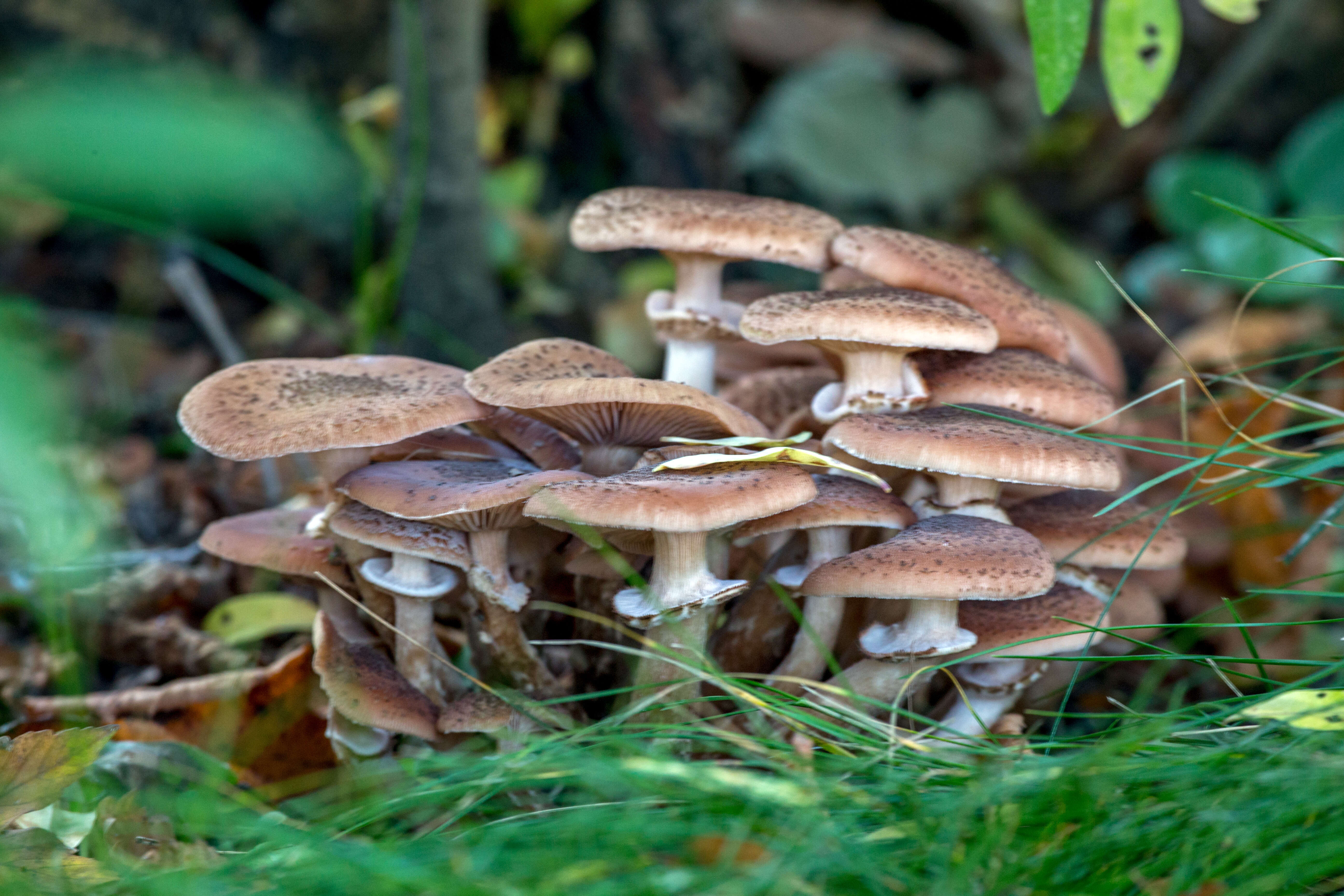 Image of Armillaria ostoyae (Romagn.) Herink 1973