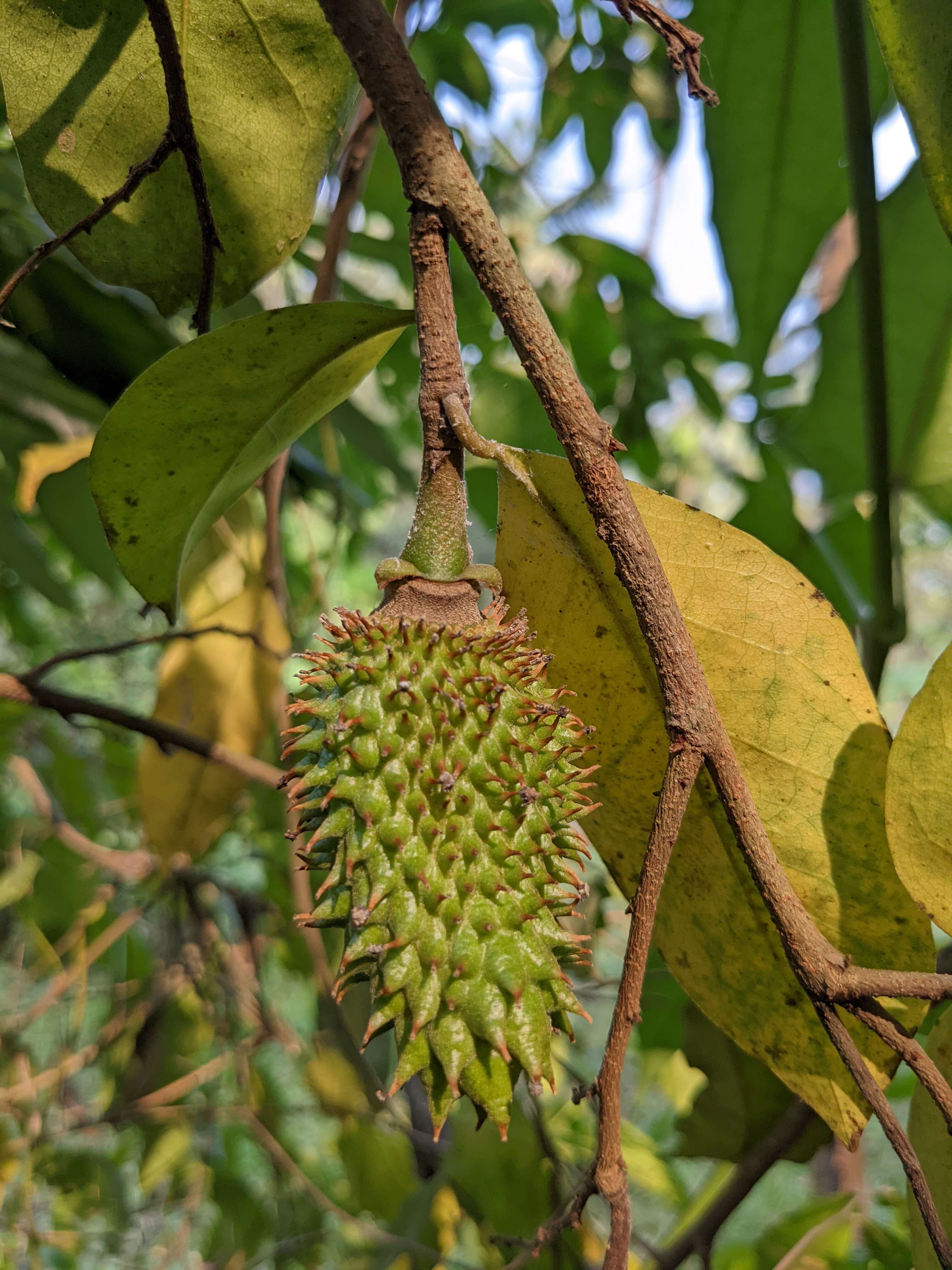 Image of soursop