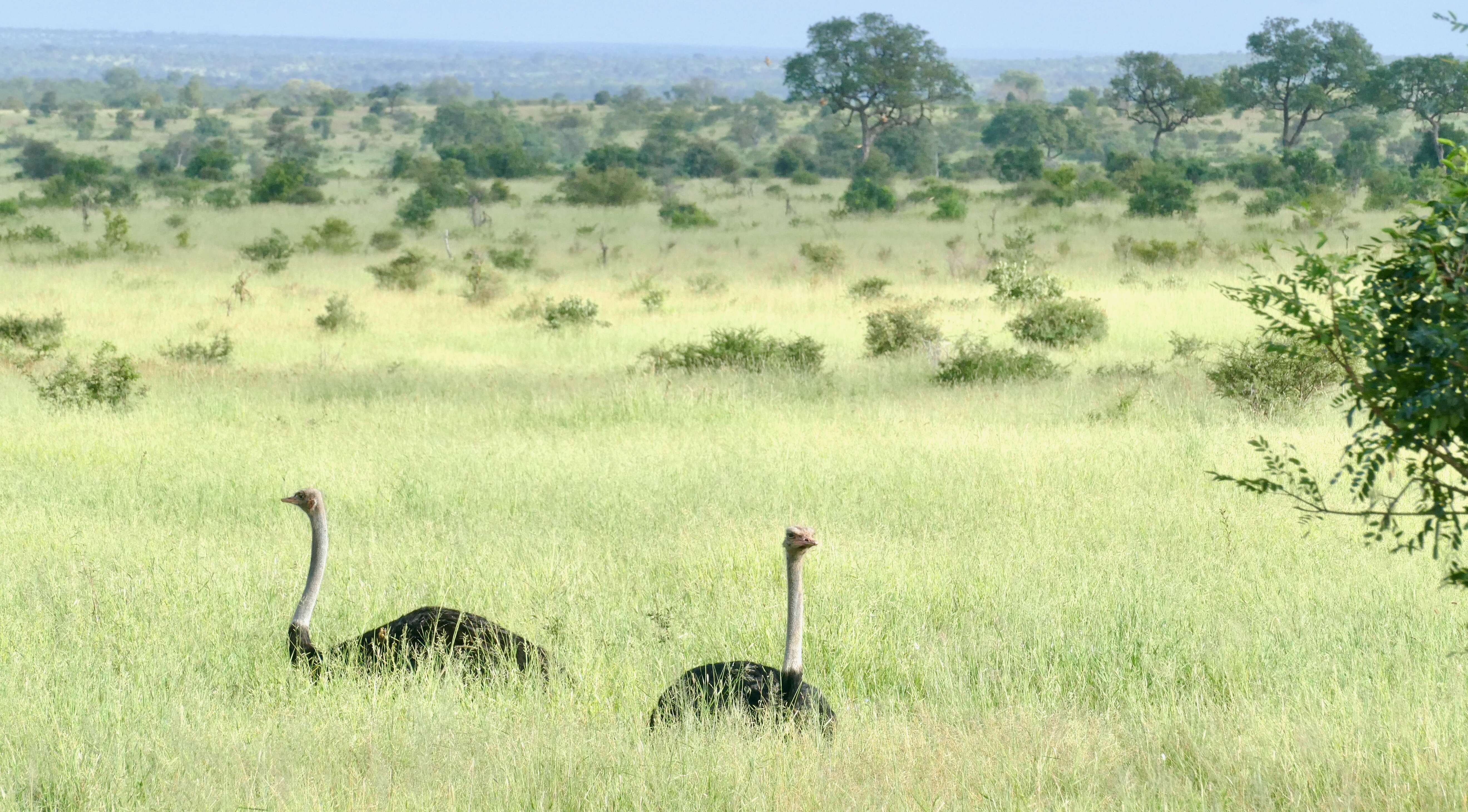 Image of ostriches