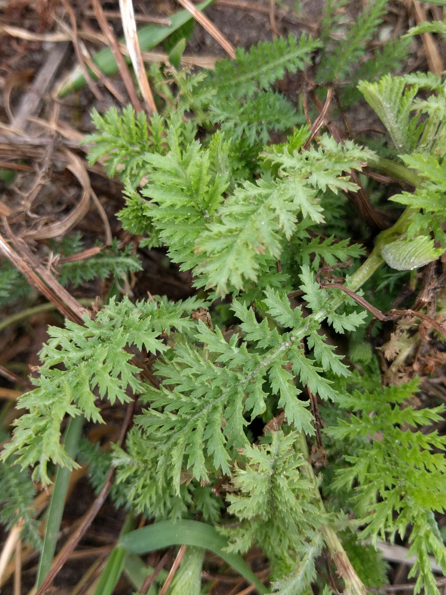 Image of common tansy