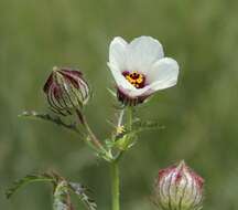 Image of flower of an hour