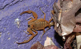 Image of Arizona Bark Scorpion