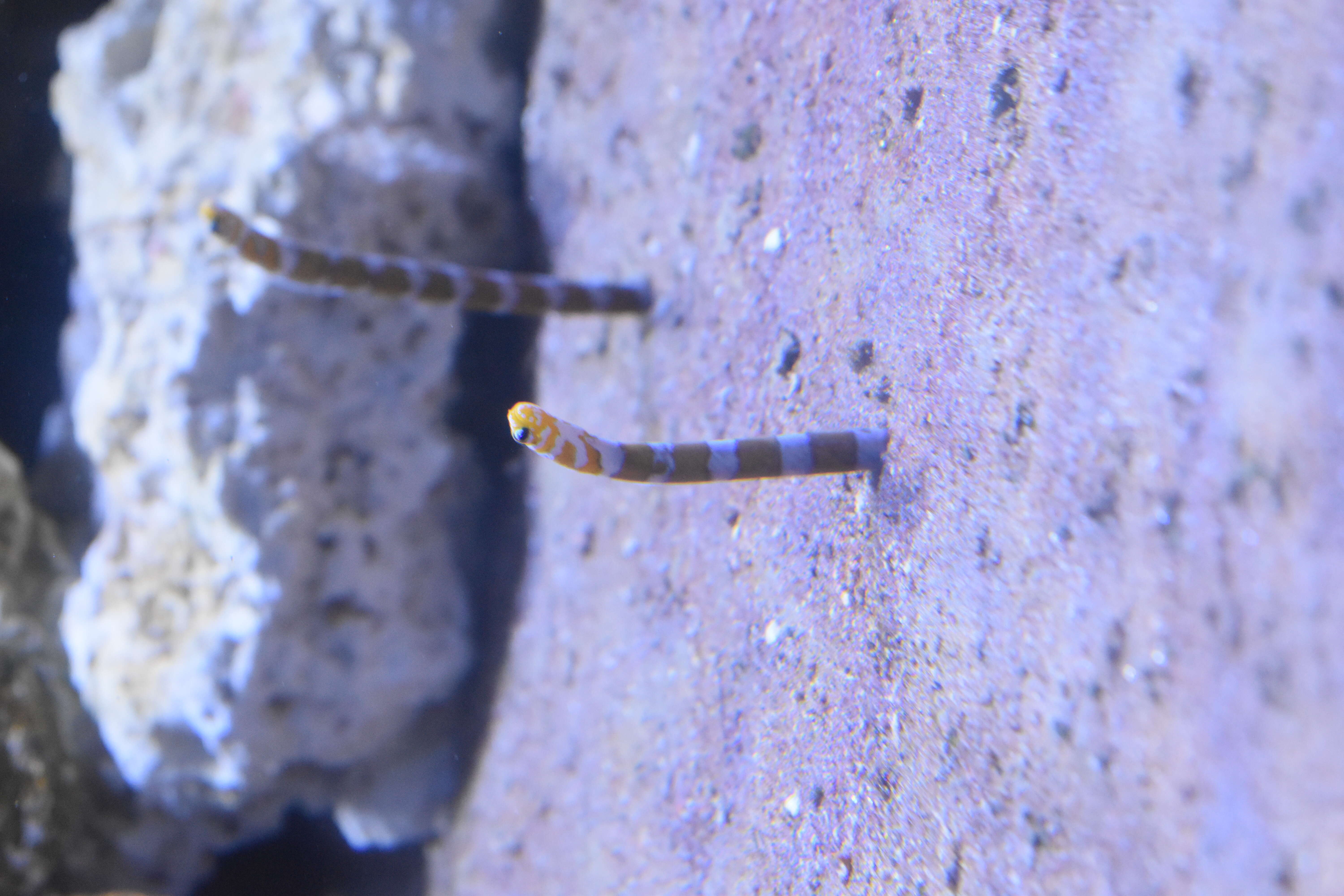 Image of Splendid garden eel