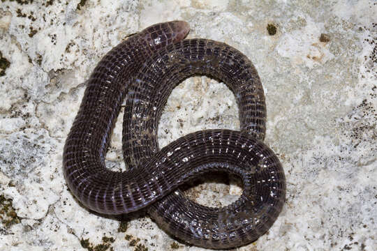 Image of Anatolian Worm Lizard