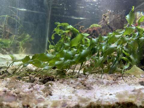 Image of Caulerpa prolifera