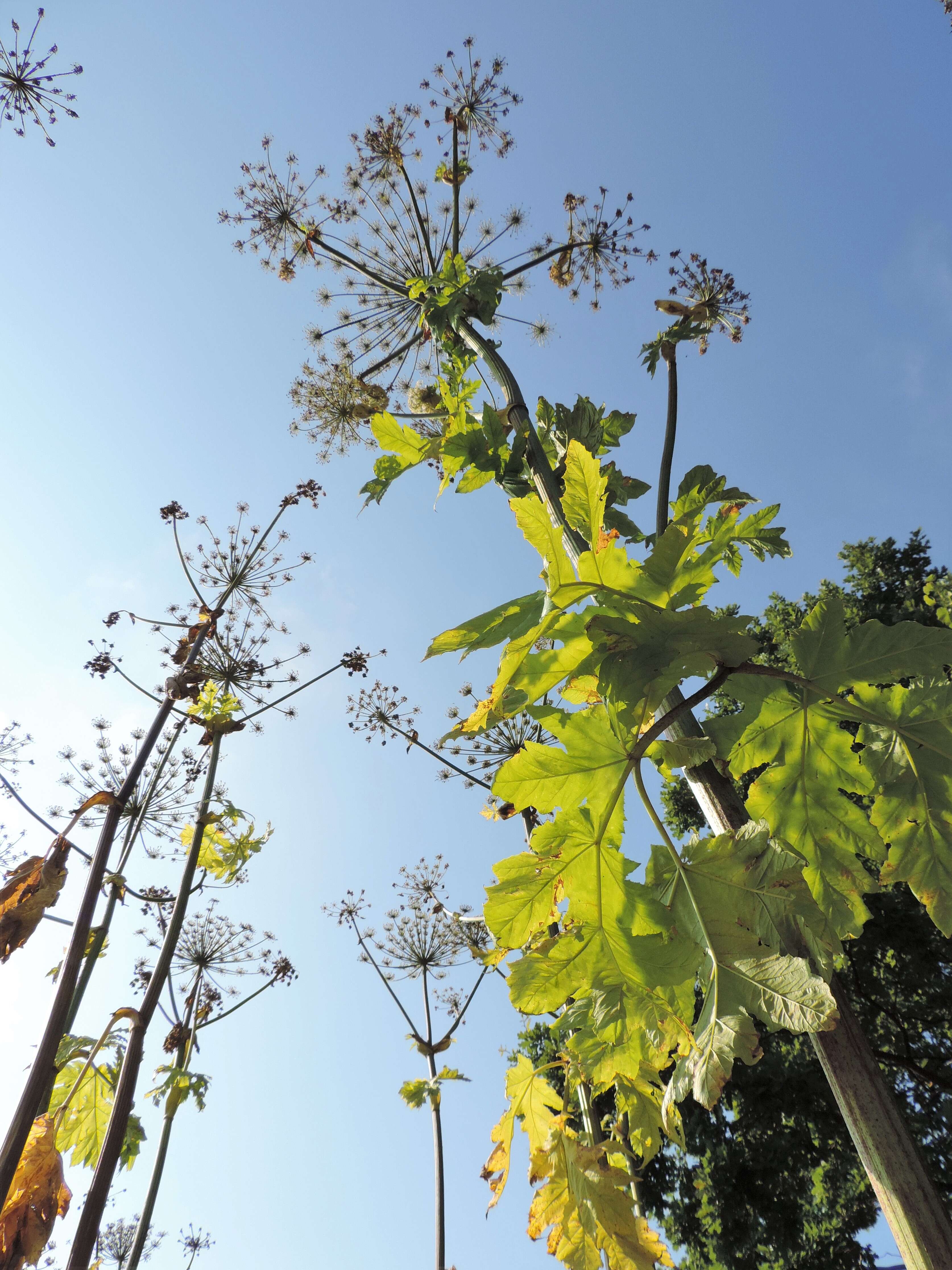 Imagem de Heracleum sosnowskyi Manden.