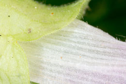 Image of <i>Melittis melissophyllum</i>