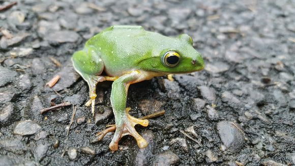18.https www inaturalist org photos 5584165.580x360