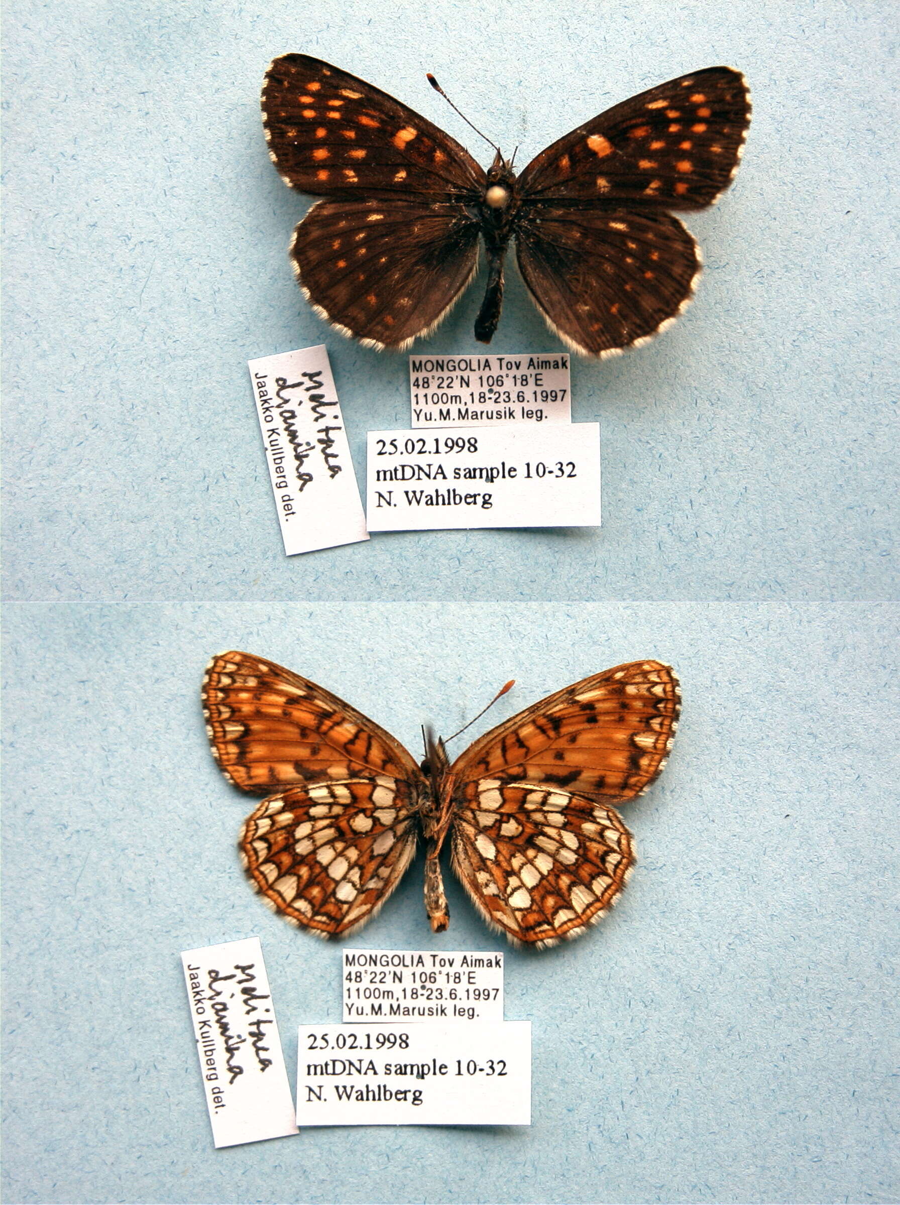 Image of Melitaea diamina