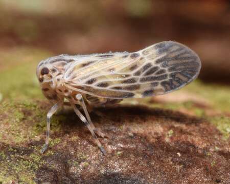 Image of derbid planthoppers