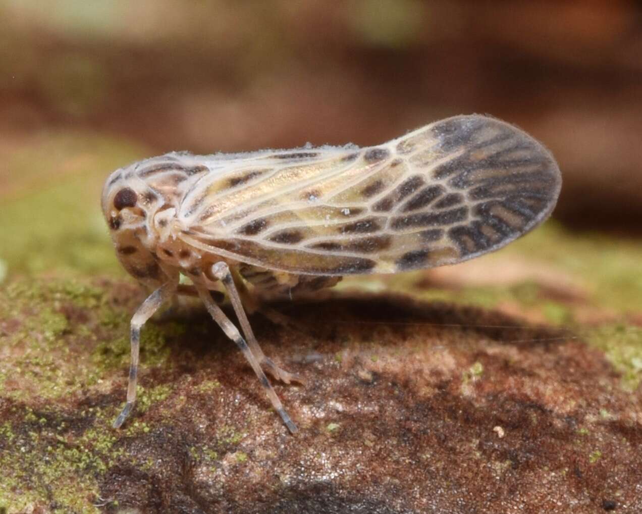 Image of derbid planthoppers