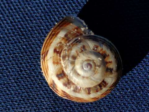 Image of Mediterranean Coastal Snail