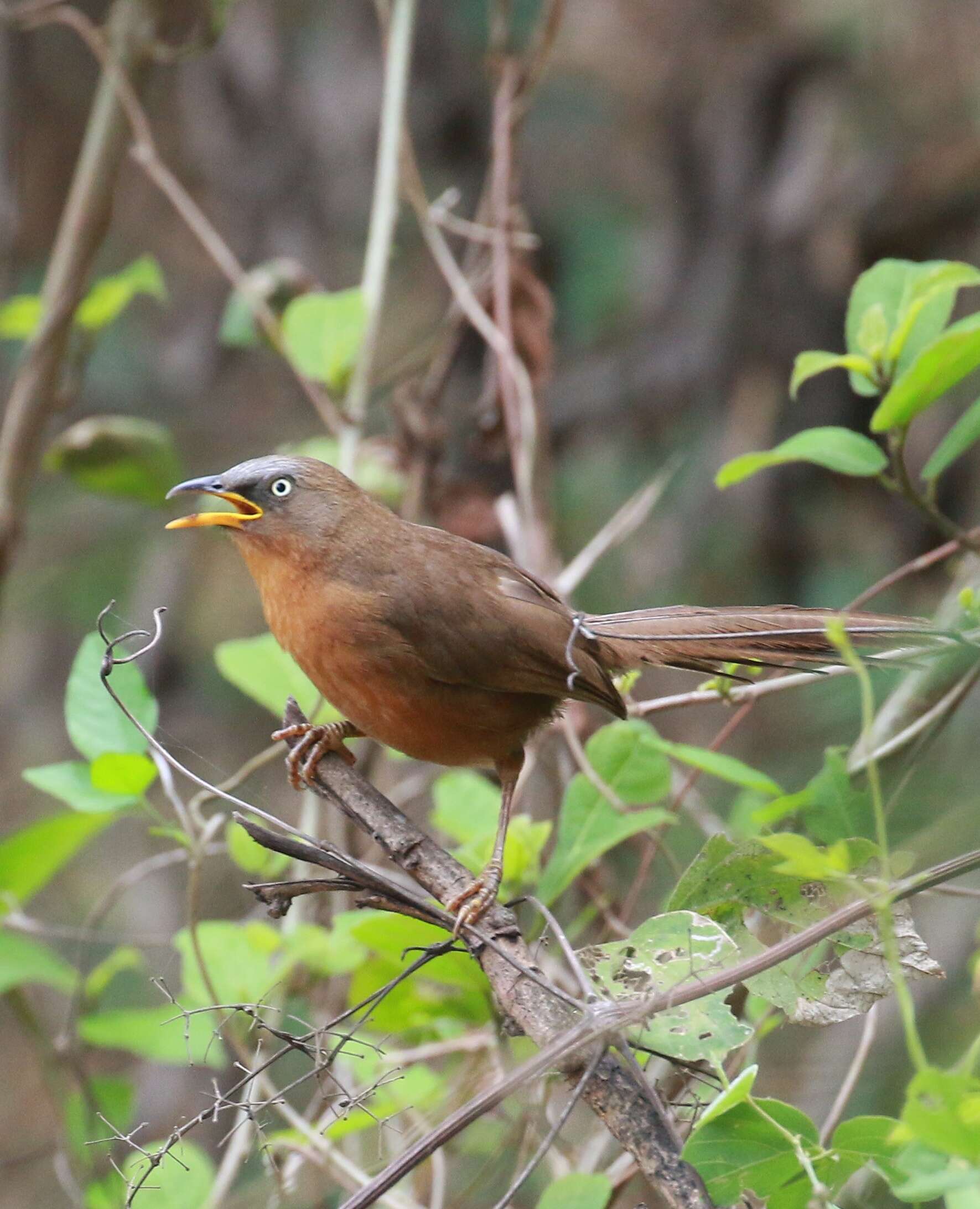 Image of Rufous Babbler