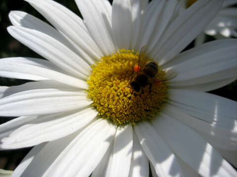 Image of Oxeye Daisy