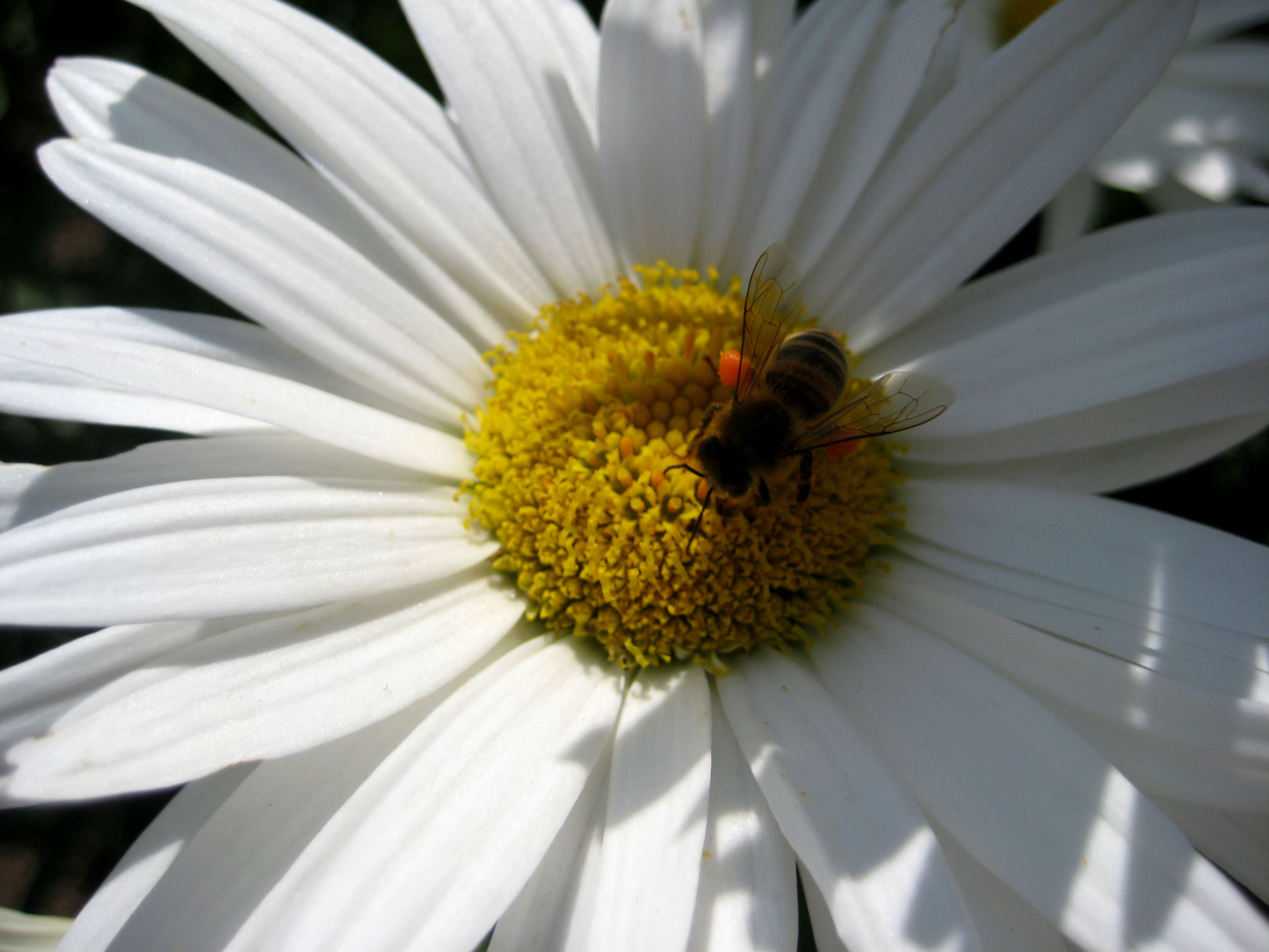 Image of Oxeye Daisy