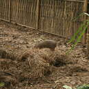 Image of pygmy hog