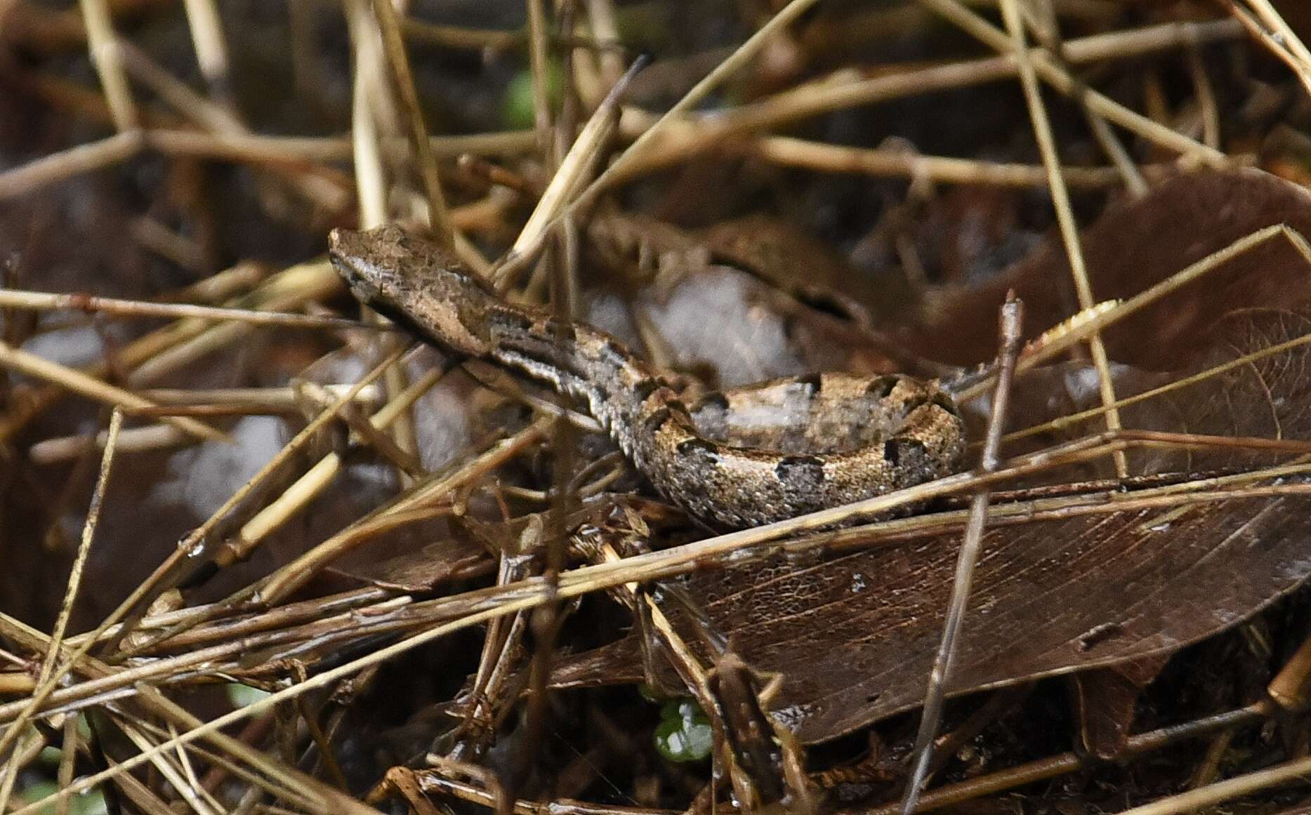 Image of Hump-nosed pit viper