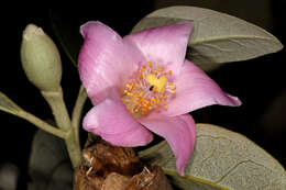 Image of Lagunaria patersonia