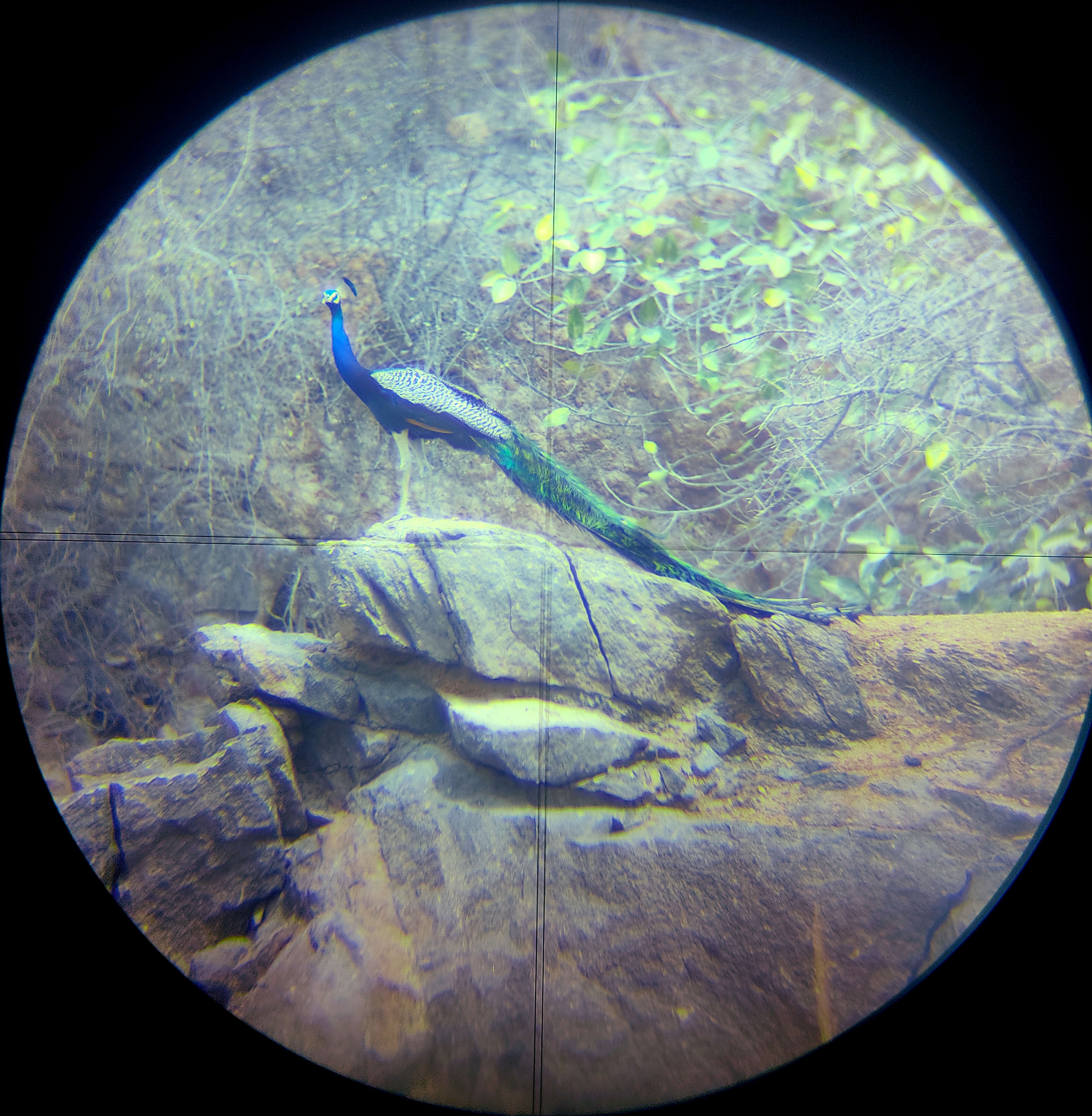 Image of Asiatic peafowl