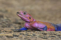 Image of Mwanza Flat-headed Rock Agama