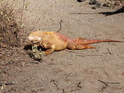 Image of Galapagos Land Iguana