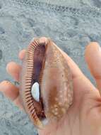 Image of Atlantic deer cowrie