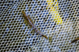 Image of Chesapeake Logperch