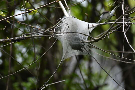 Image of gnatcatchers