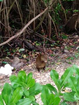 Image of Central American Agouti