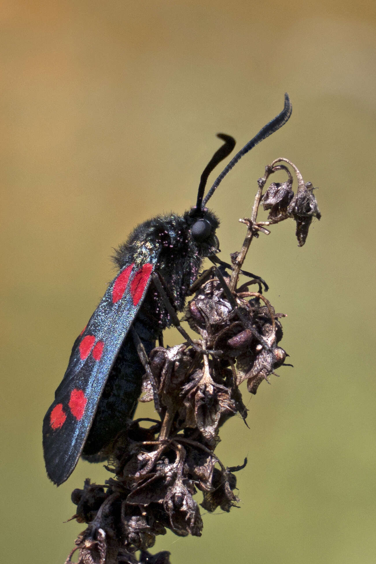 Image of six-spot burnet