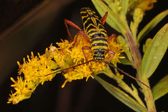 Image of Locust Borer