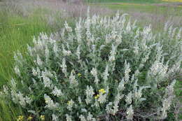 Sivun Salvia dominica L. kuva