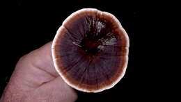 Image of Amauroderma