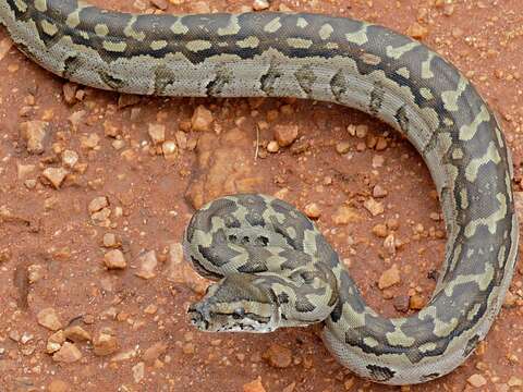 Image of Southern African Python