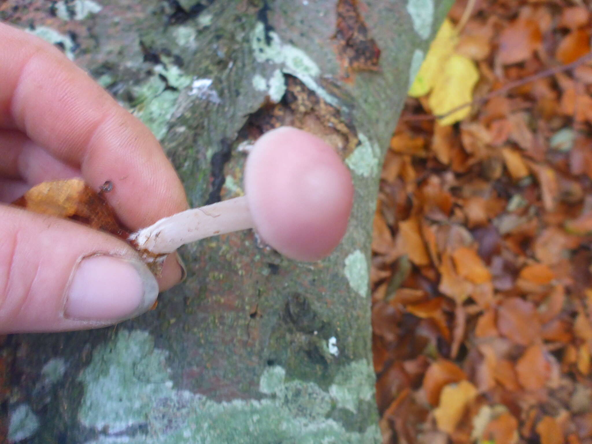 Image of Mycena rosea Gramberg 1912