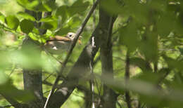 Image of nightingale, common nightingale