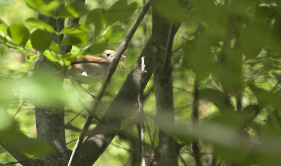 Image of nightingale, common nightingale