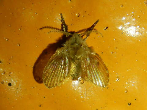 Image of Clogmia albipunctata