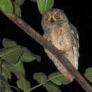 Image of Socotra Scops Owl