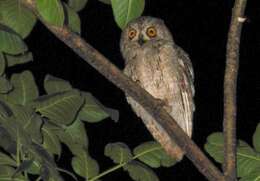 Image of Socotra Scops Owl