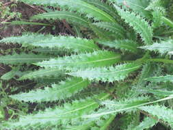 Image of Morina longifolia Wall.