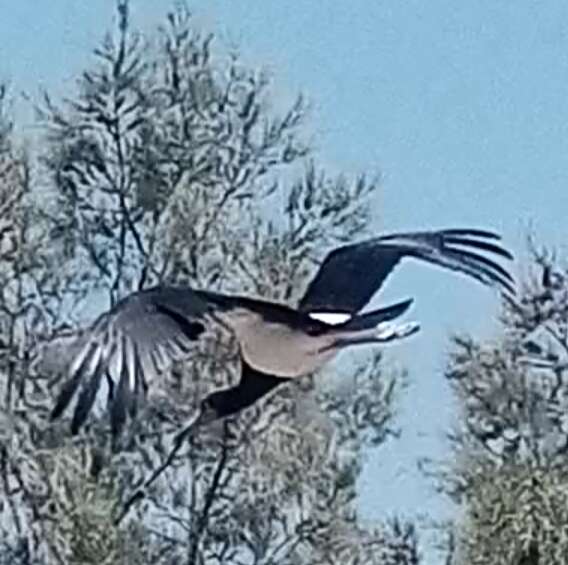 Image of Abdim's Stork